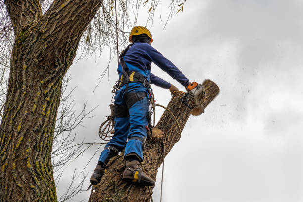 Best Fruit Tree Pruning  in Americus, GA